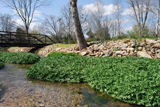 Alexandria Park showing bridge